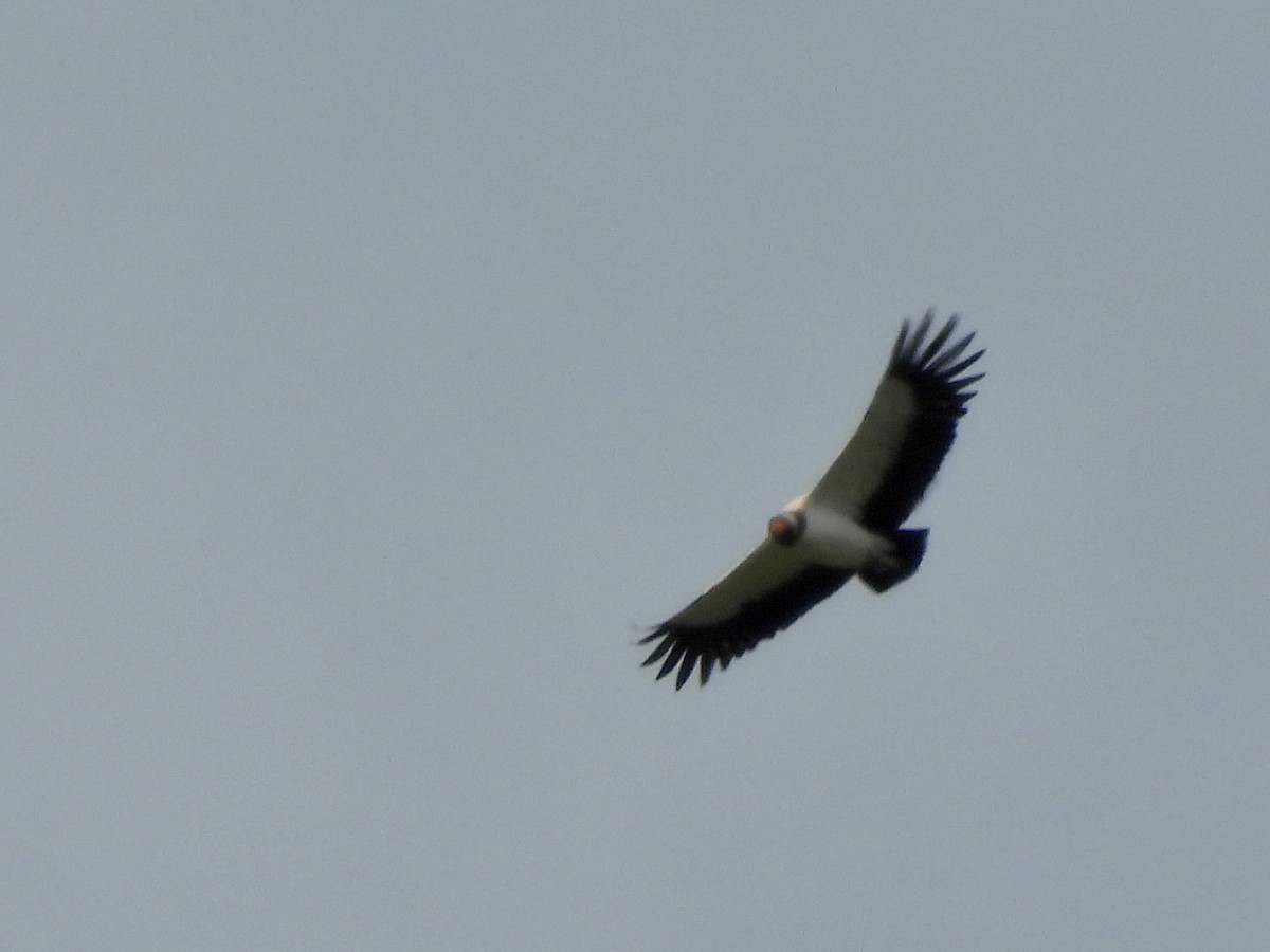 King Vulture - ML347612831