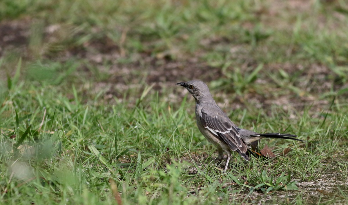 Northern Mockingbird - ML34761531