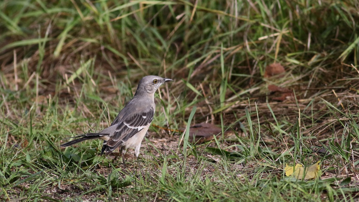 Northern Mockingbird - Jay McGowan