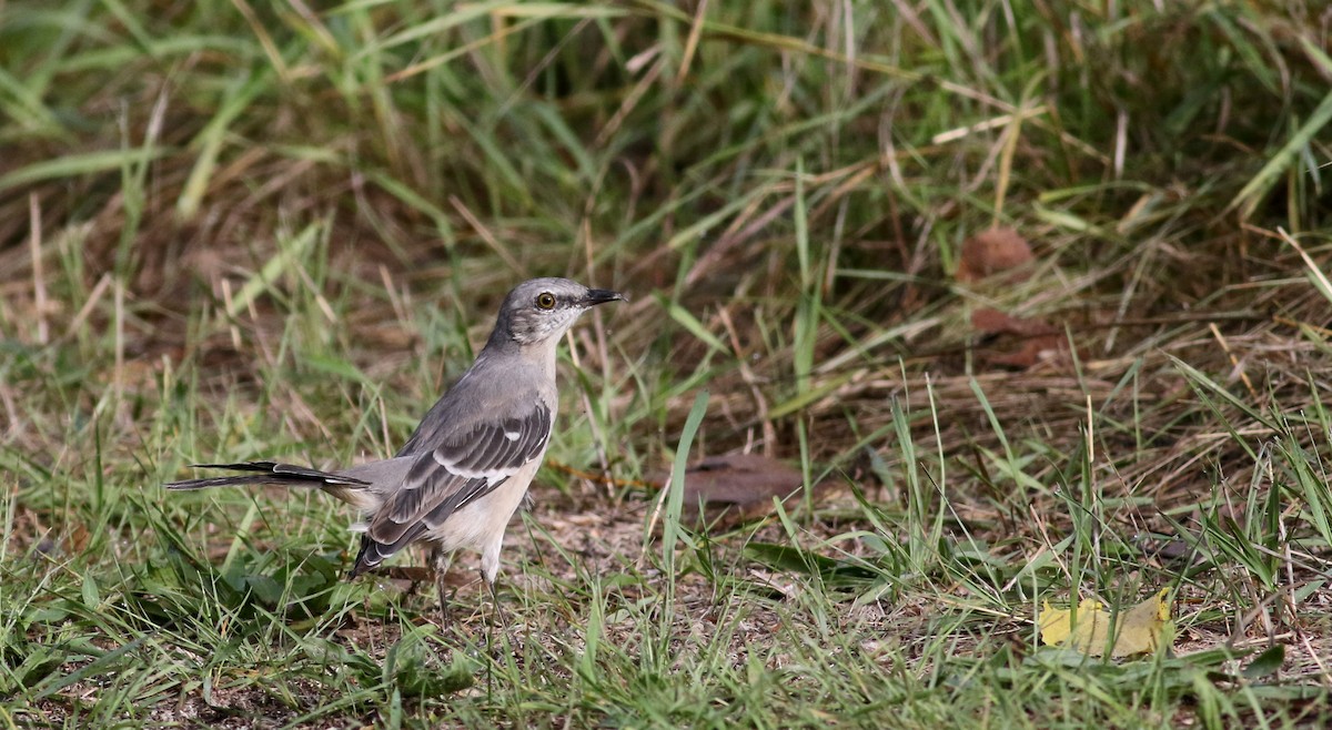 Northern Mockingbird - ML34761551