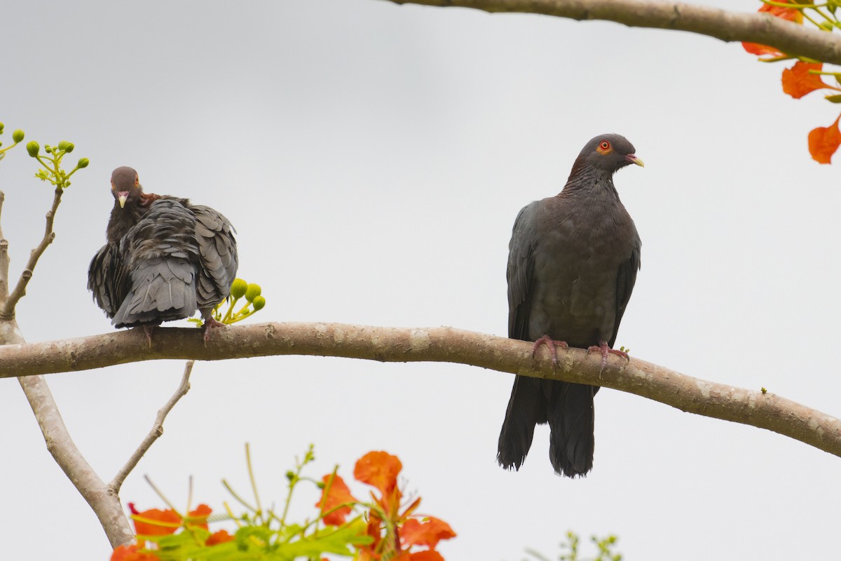 Scaly-naped Pigeon - ML347616881