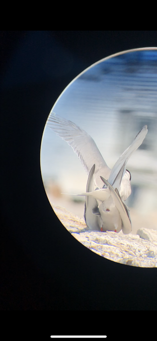 Common Tern - ML347620501