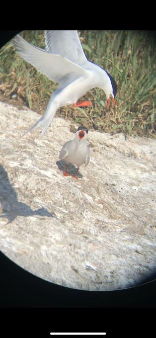 Common Tern - ML347620511