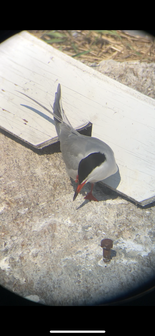 Common Tern - ML347620541