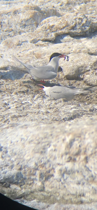 Common Tern - Gwen HK