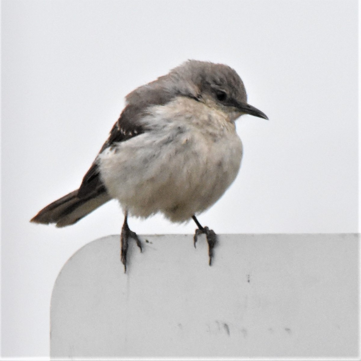 Northern Mockingbird - ML347620901
