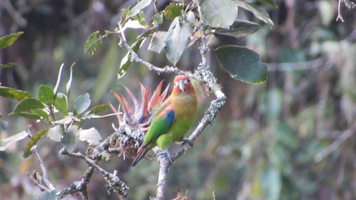 Rusty-faced Parrot - Carlos Alberto  Arbelaez Buitrago