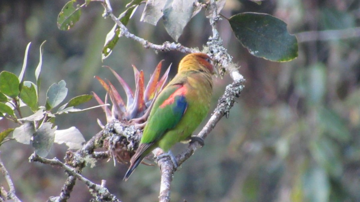 Rusty-faced Parrot - ML347623671