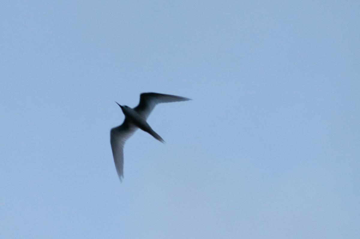 White Tern - ML347625751