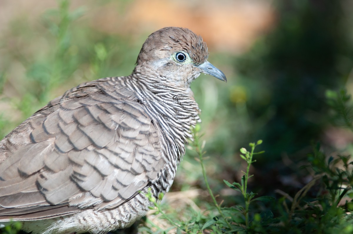 Zebra Dove - ML347626941