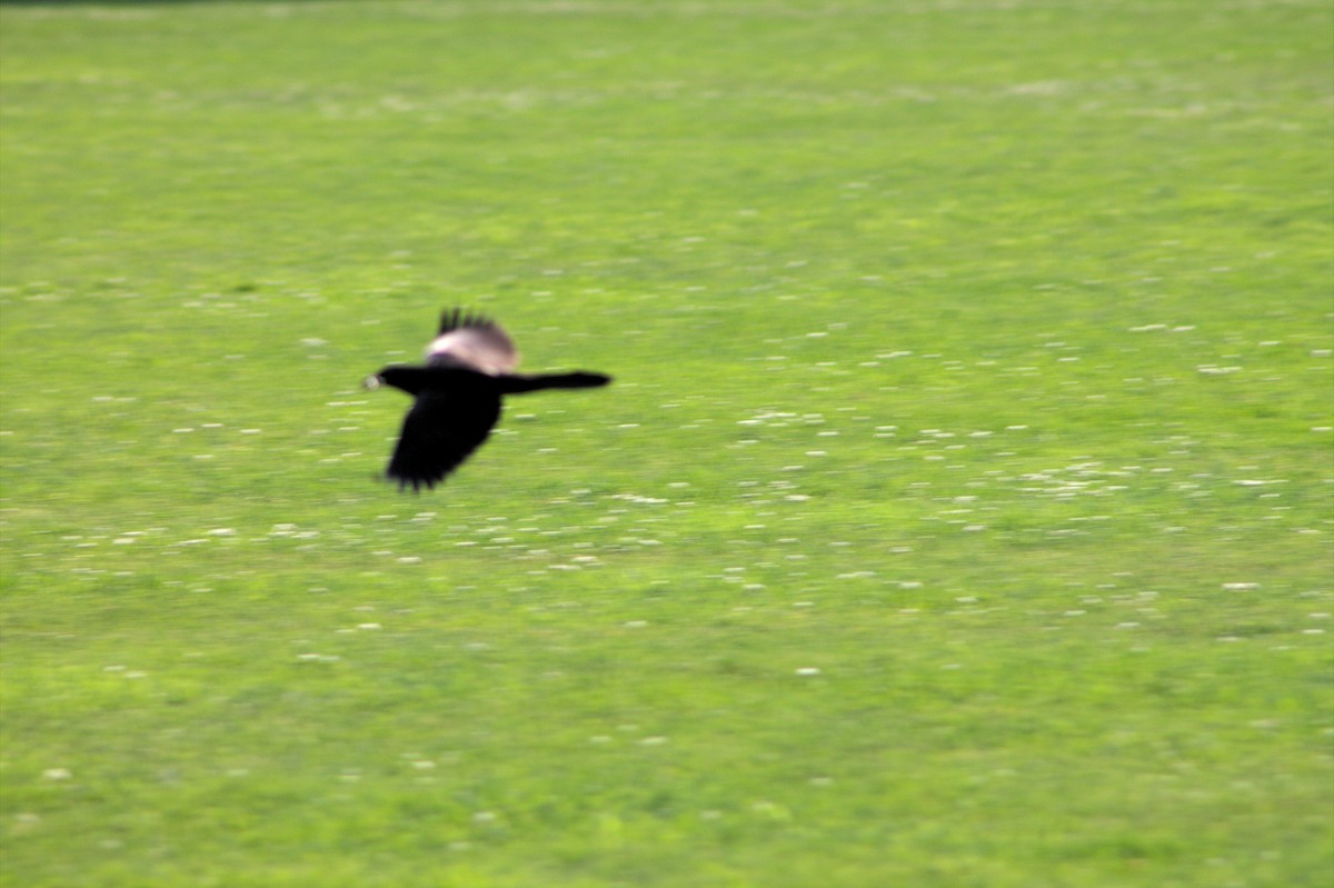 Common Grackle - ML347627301