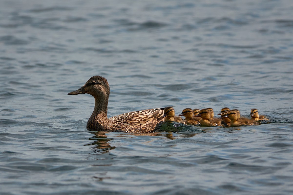 Canard colvert - ML347627591