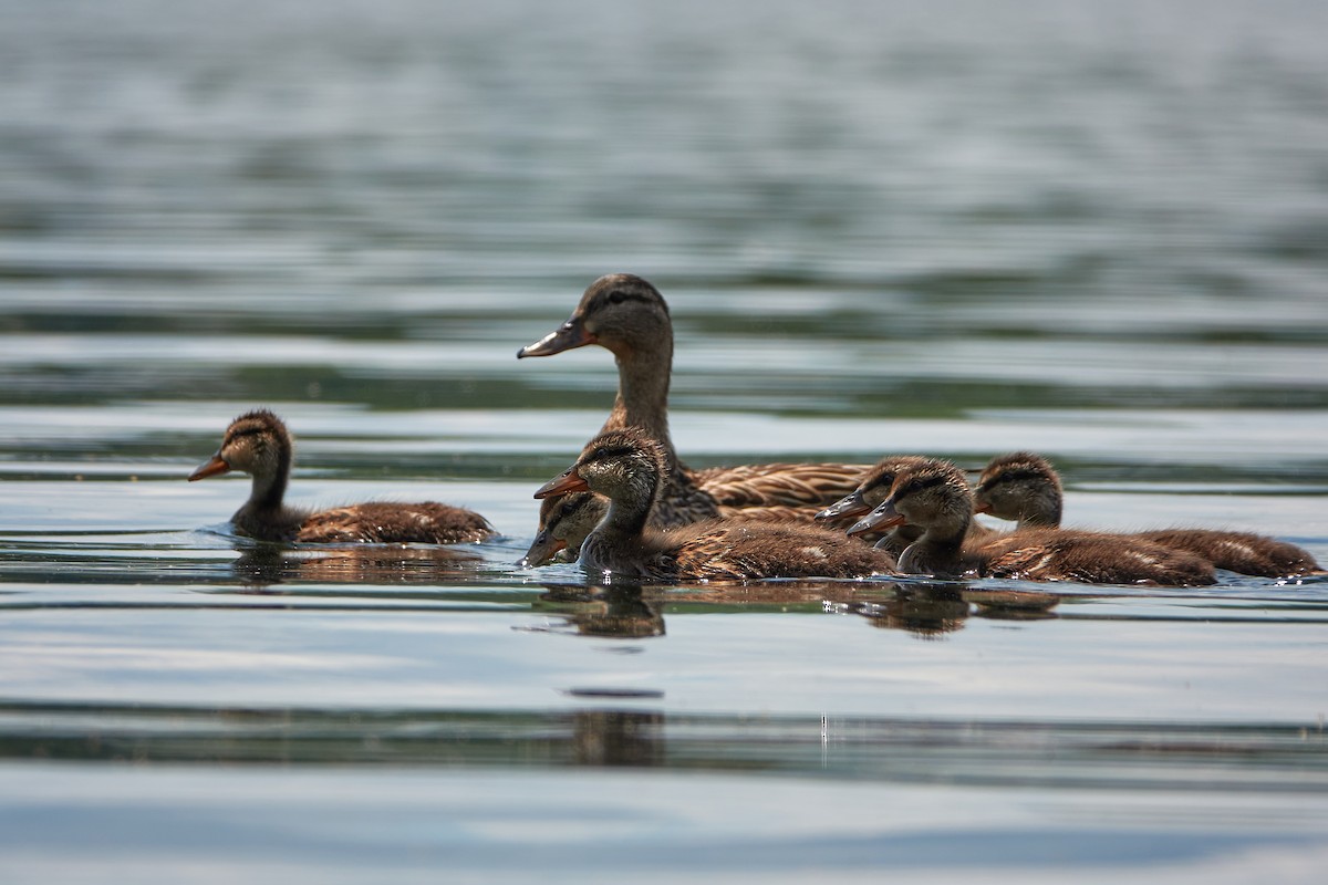 Canard colvert - ML347627671