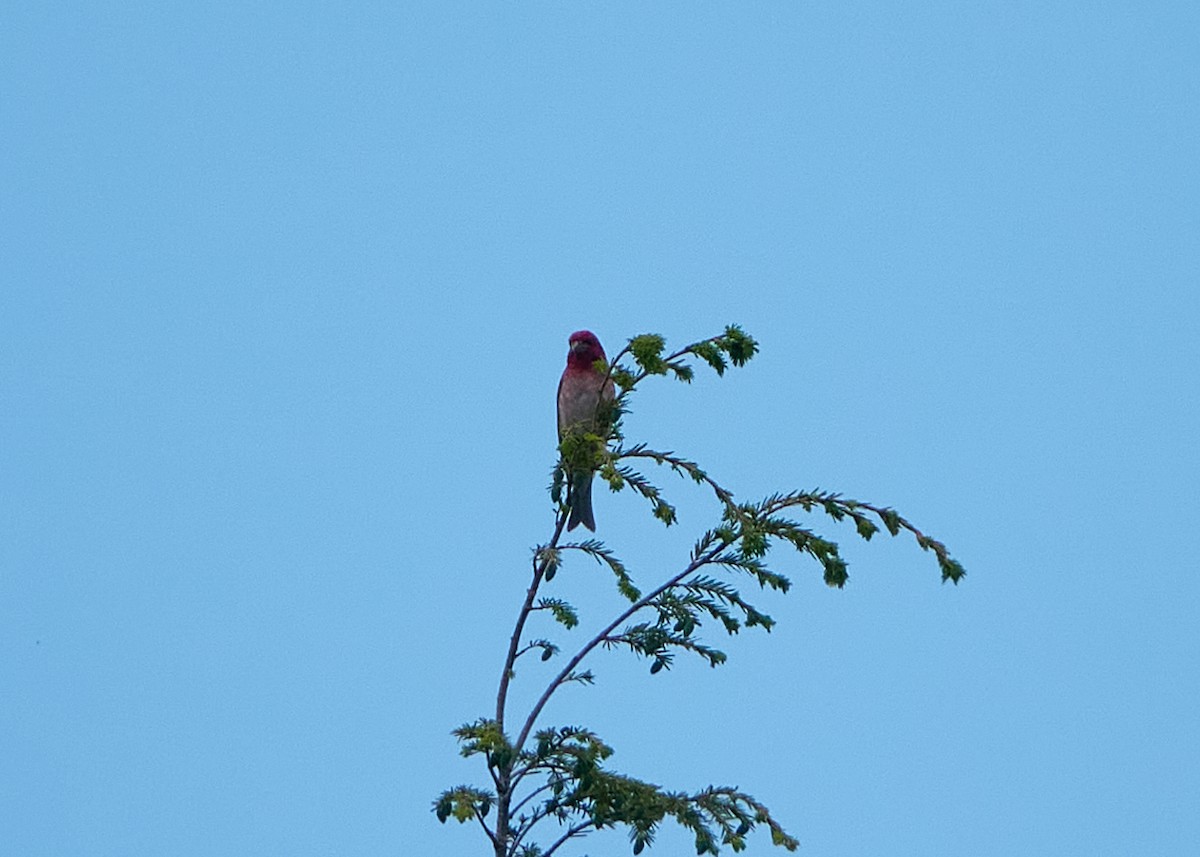 Purple Finch - Elodie Roze