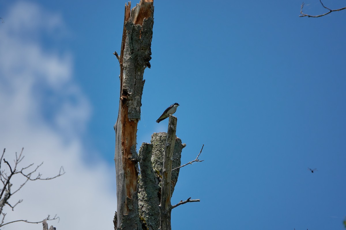 Golondrina Bicolor - ML347627861