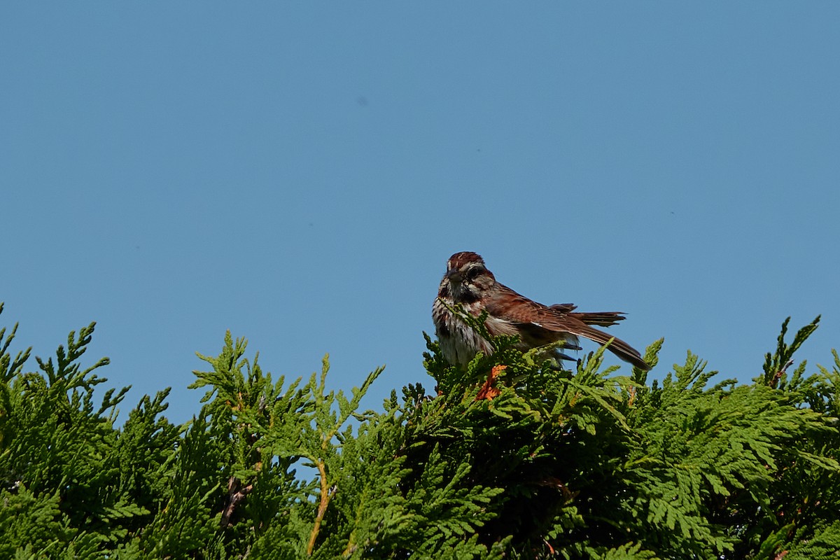 Song Sparrow - ML347628001