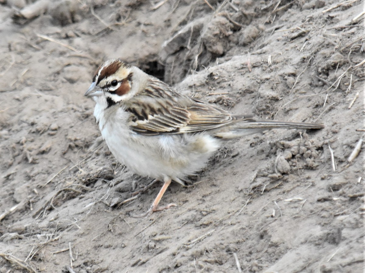 Lark Sparrow - ML347628391