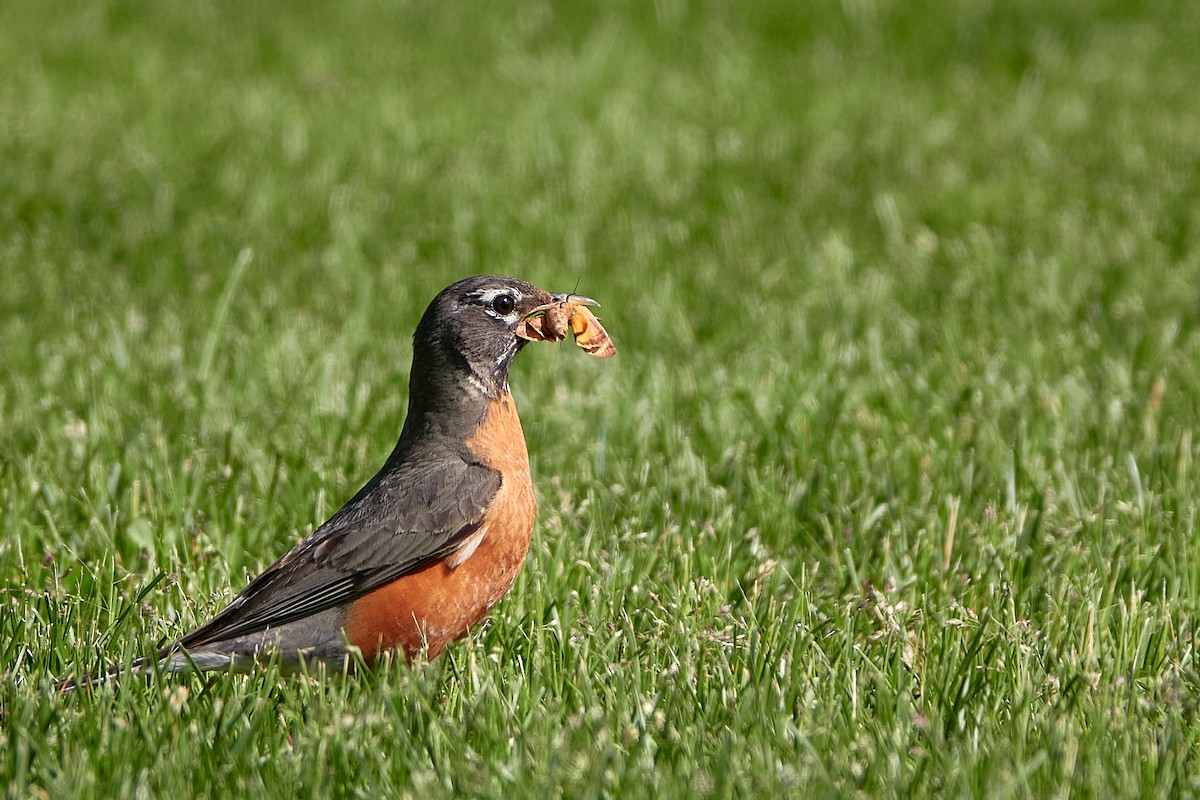 American Robin - ML347628401