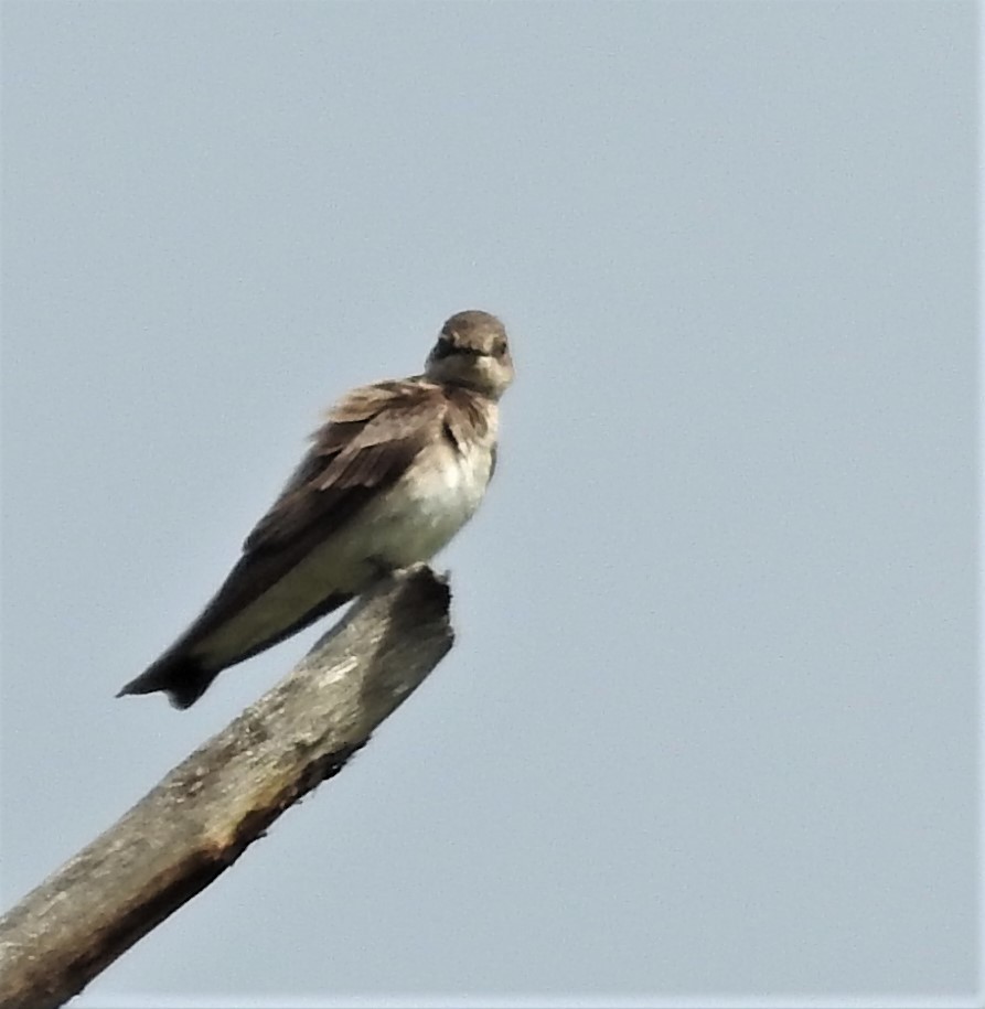 Northern Rough-winged Swallow - Diane Stinson