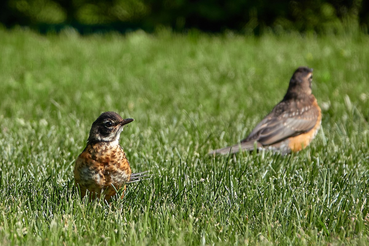 American Robin - ML347628471