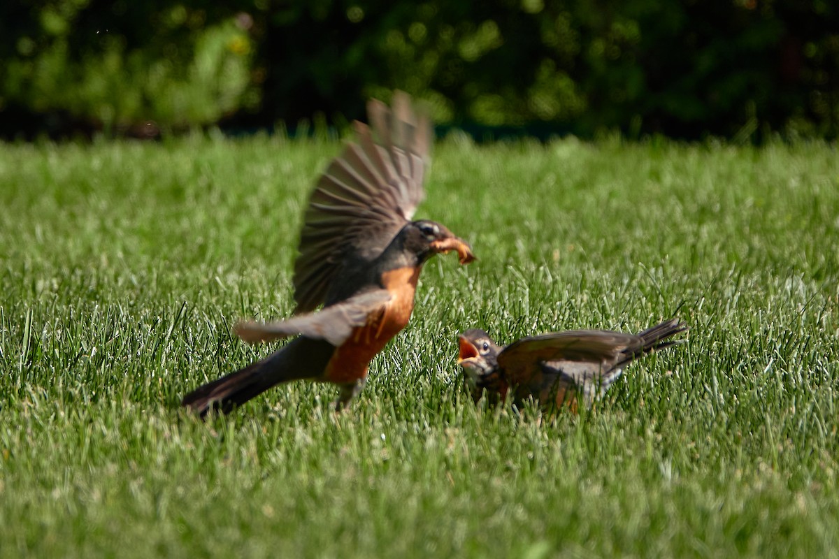 American Robin - ML347628481