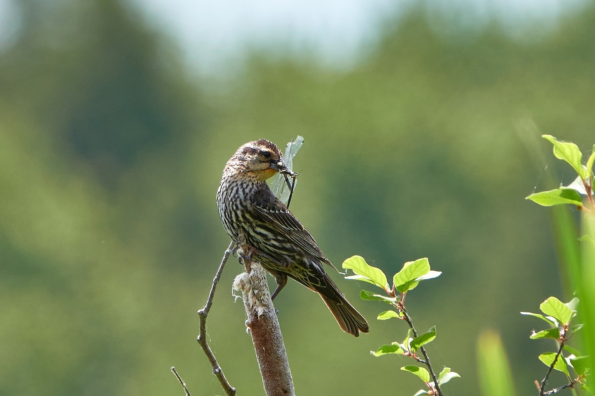 Red-winged Blackbird - ML347628761