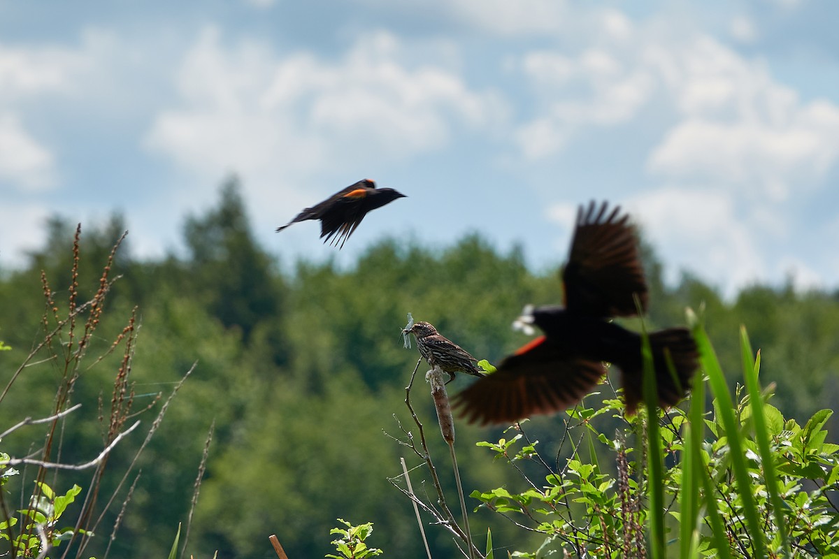 Red-winged Blackbird - Elodie Roze