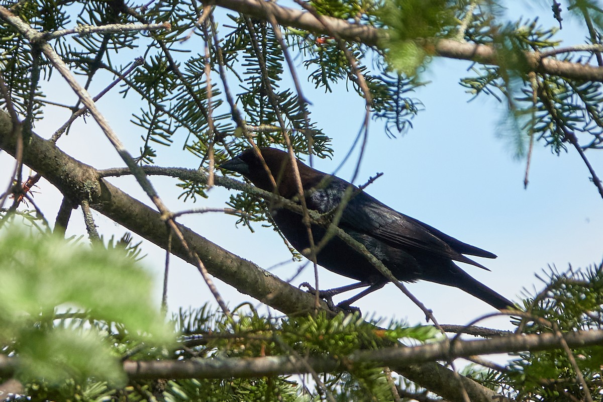 Brown-headed Cowbird - Elodie Roze