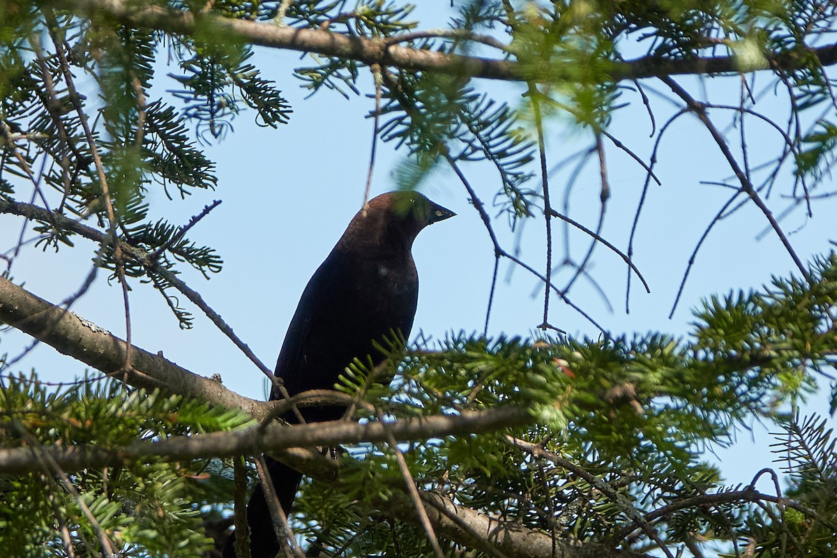 Brown-headed Cowbird - ML347628881