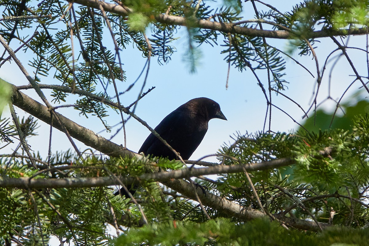 Brown-headed Cowbird - Elodie Roze