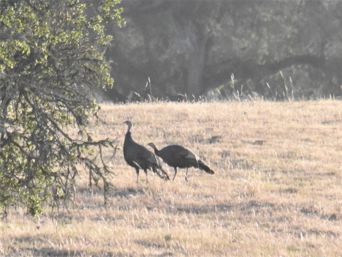 Wild Turkey - ML347629881