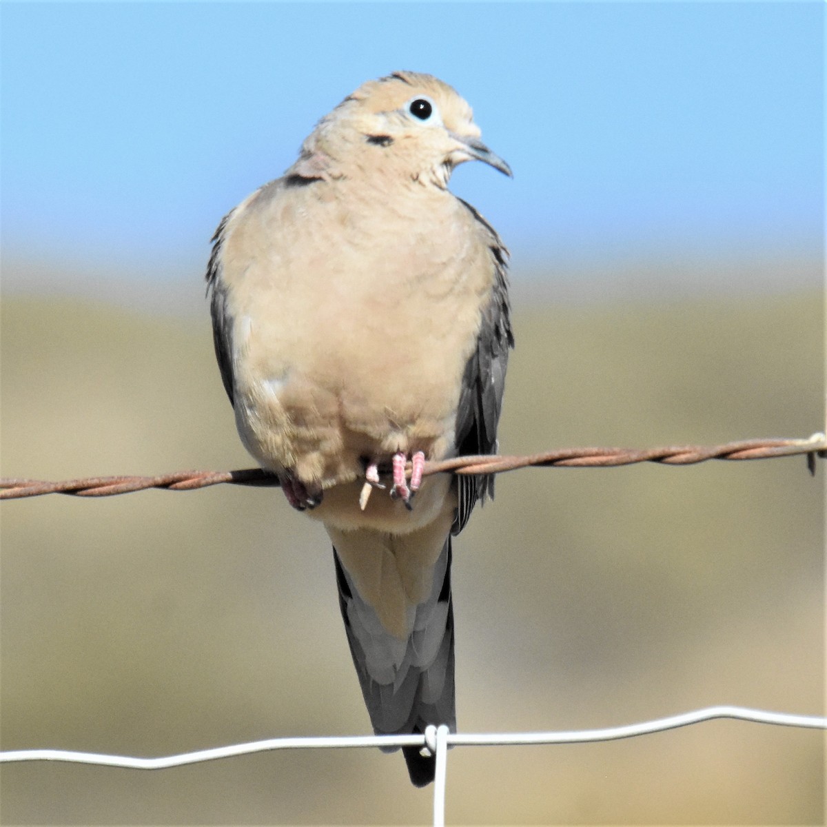 Mourning Dove - ML347630051