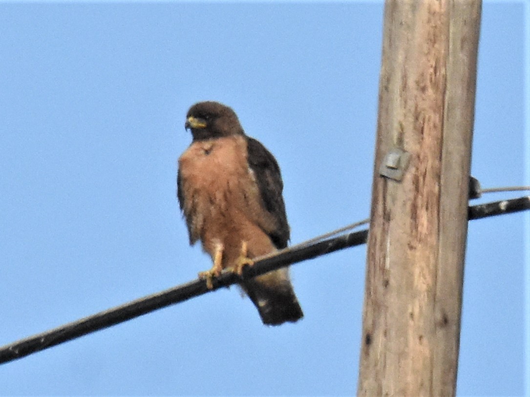 Red-tailed Hawk - ML347630291