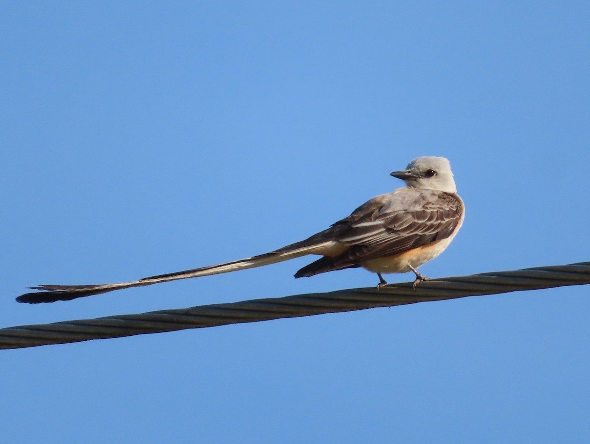 Çatal Kuyruklu Tiran - ML347631111