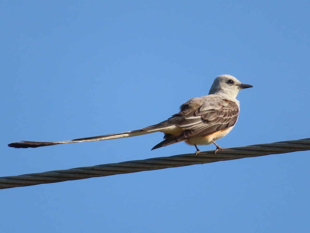 Çatal Kuyruklu Tiran - ML347631151