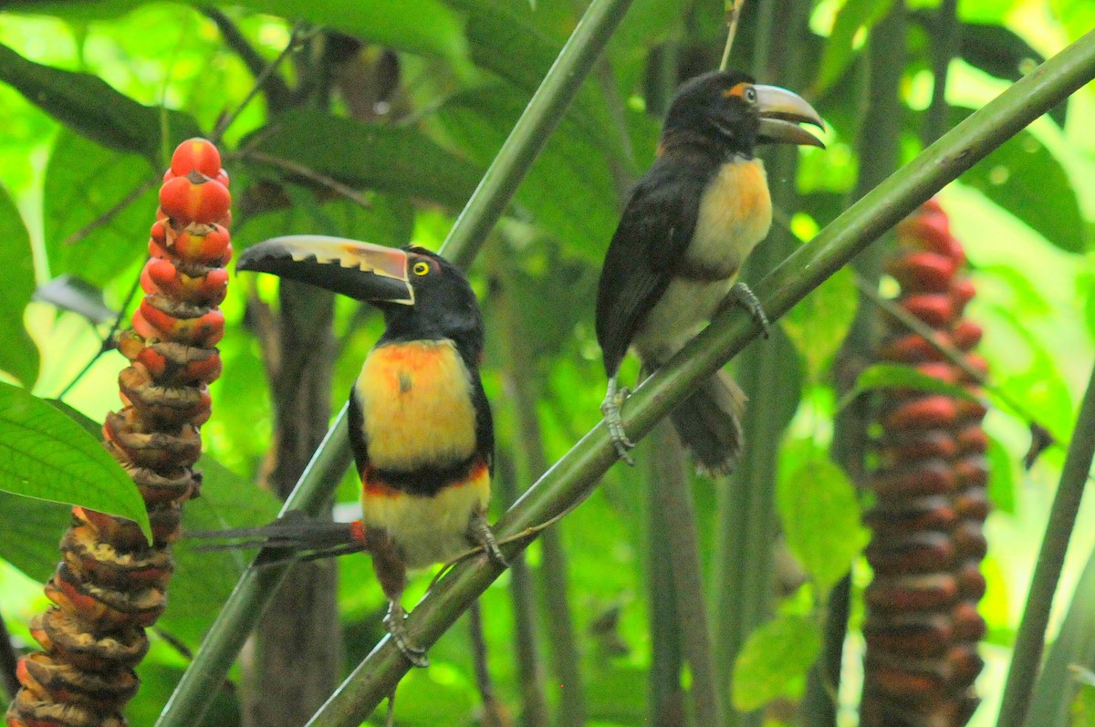 Collared Aracari - Bruce Mast