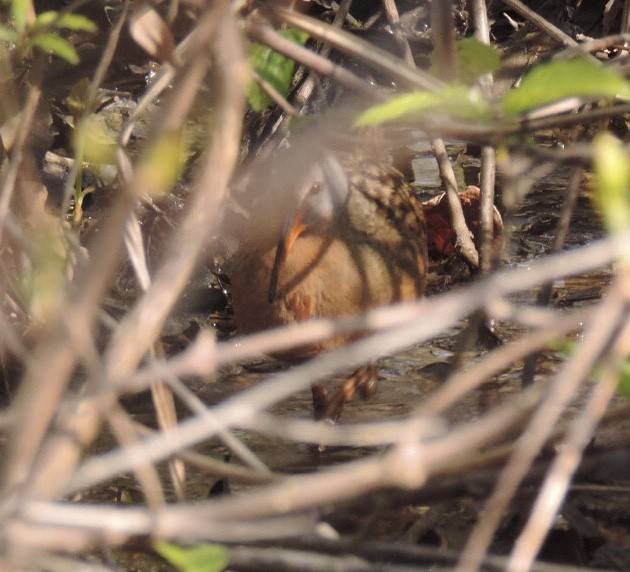 Virginia Rail - ML347633401