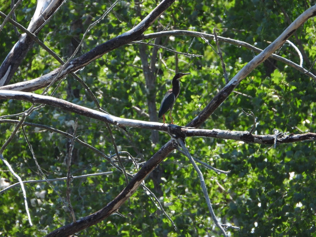 Green Heron - ML347634401