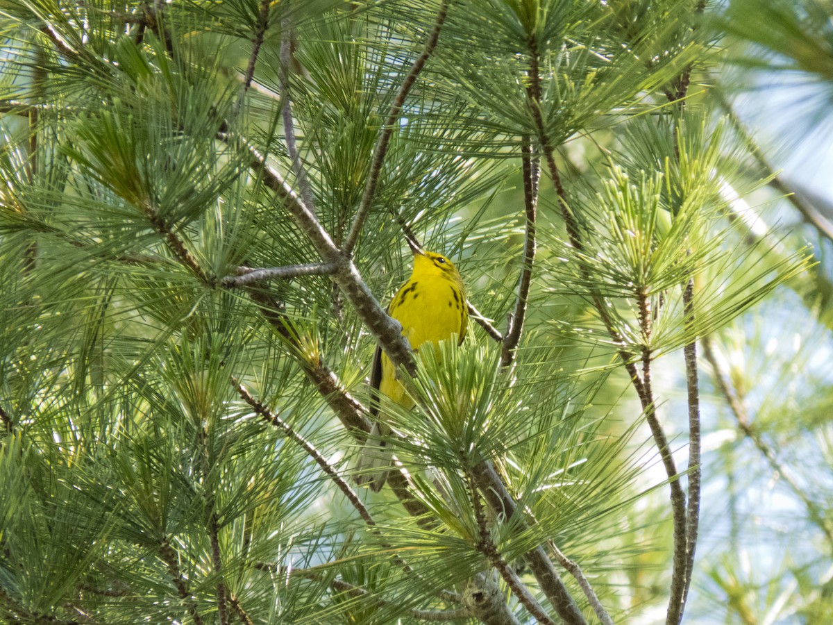 Prairie Warbler - Kaylan Wessels