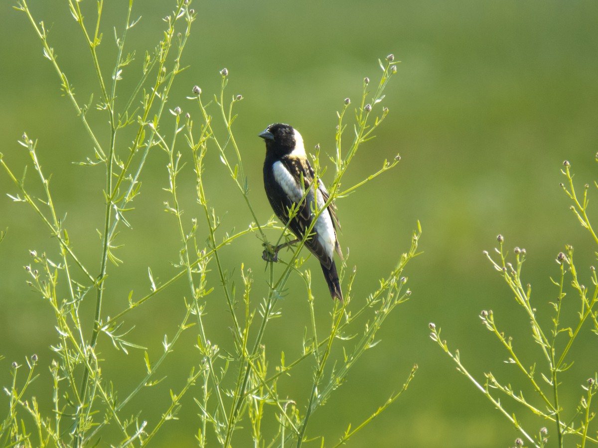 bobolink americký - ML347635211