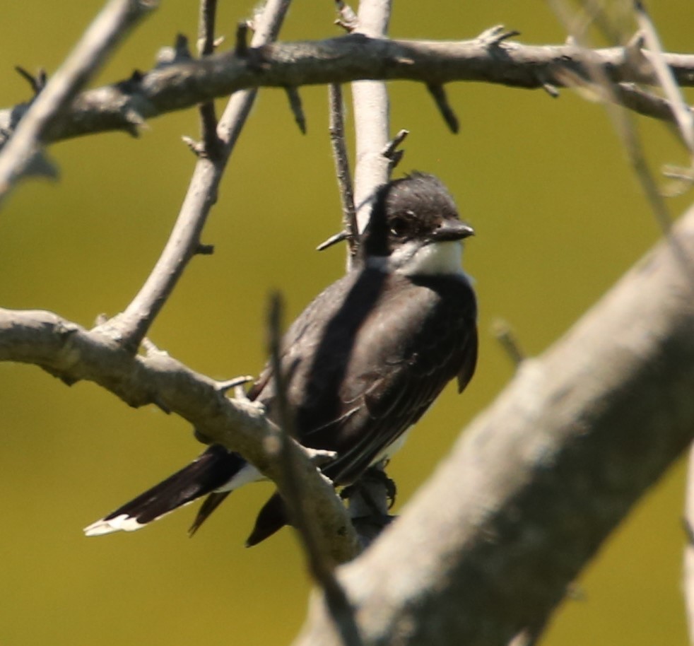 Eastern Kingbird - Cathy Cox