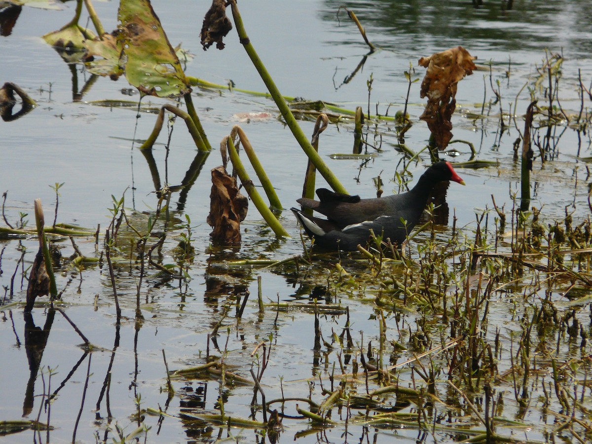 Common Gallinule - ML347636011