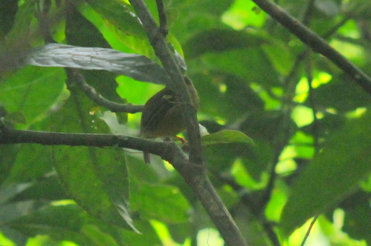 White-collared Manakin - Bruce Mast