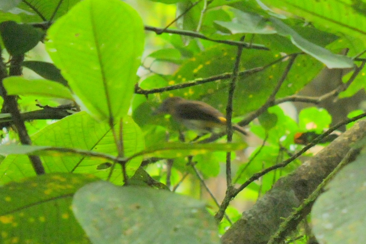 Bright-rumped Attila - Bruce Mast