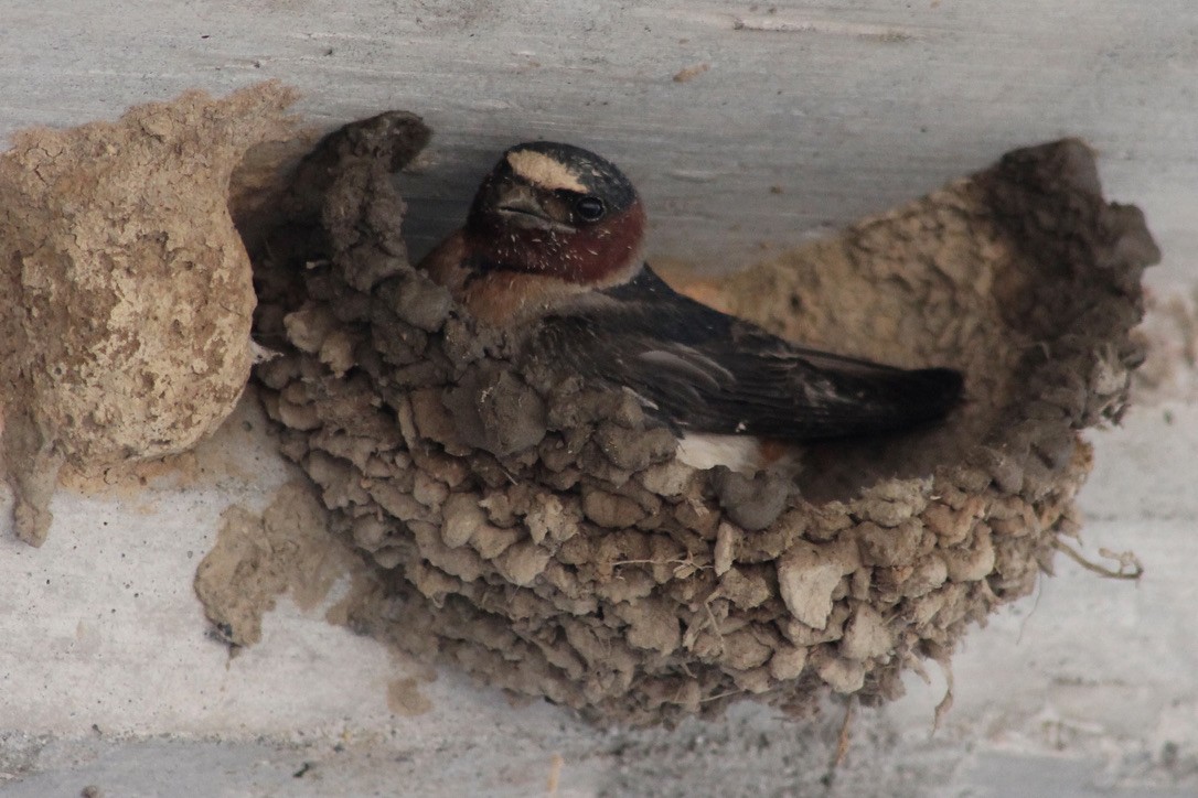 Cliff Swallow - ML347637251