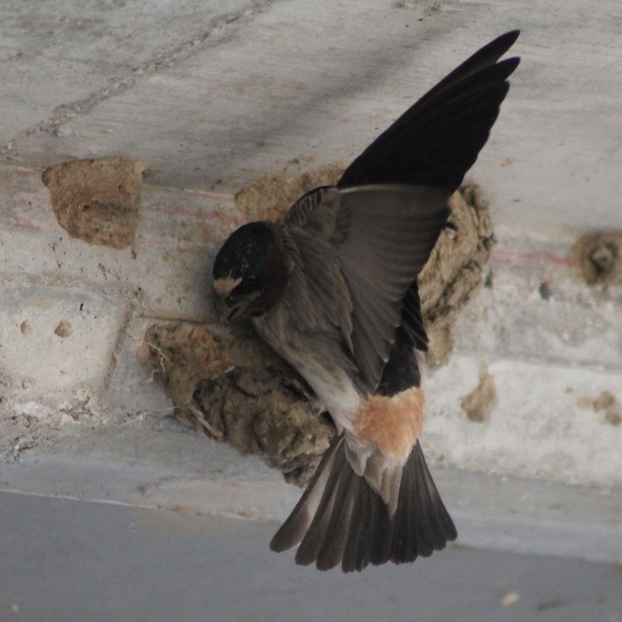 Cliff Swallow - ML347637271