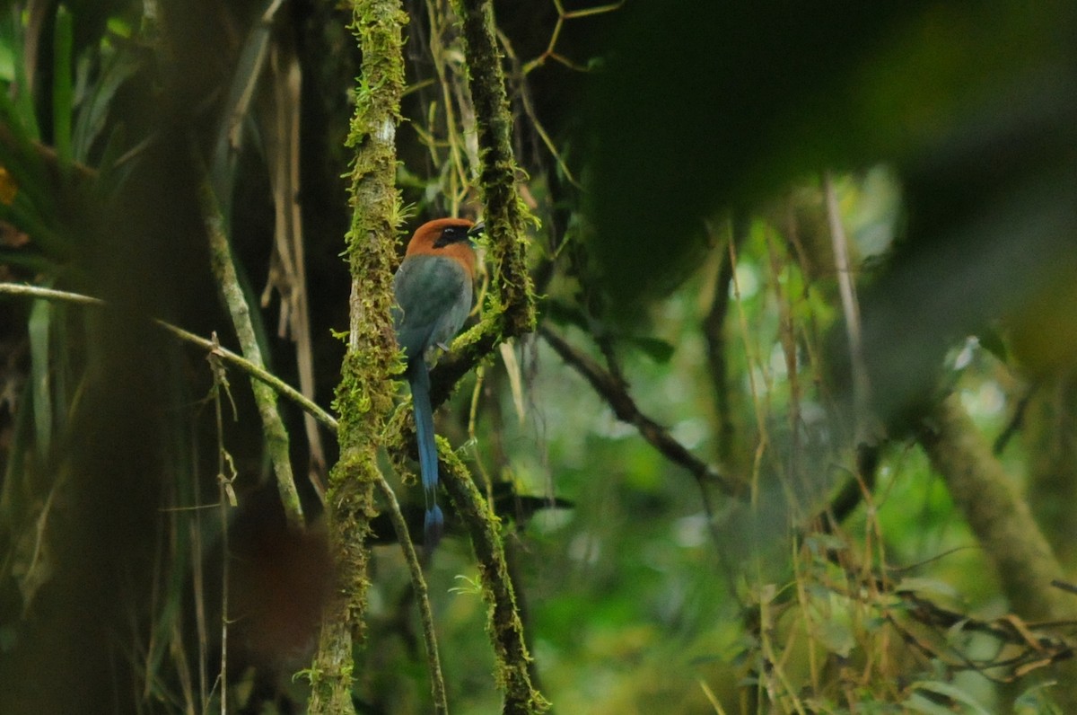 Broad-billed Motmot - Bruce Mast