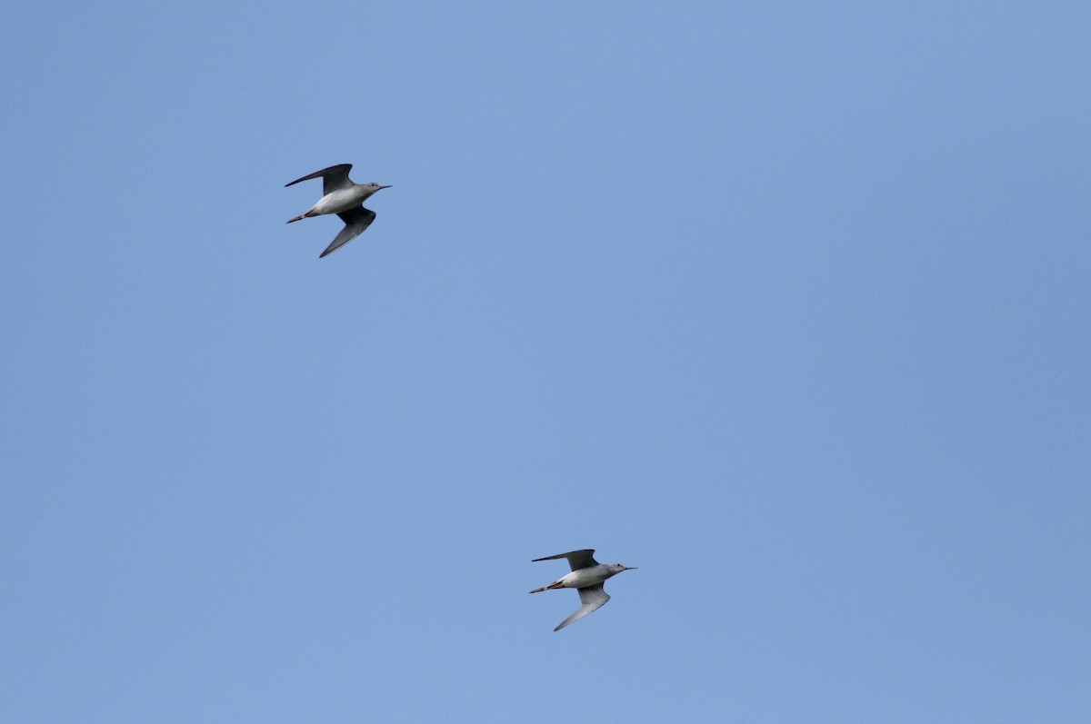 Lesser Yellowlegs - ML34763801