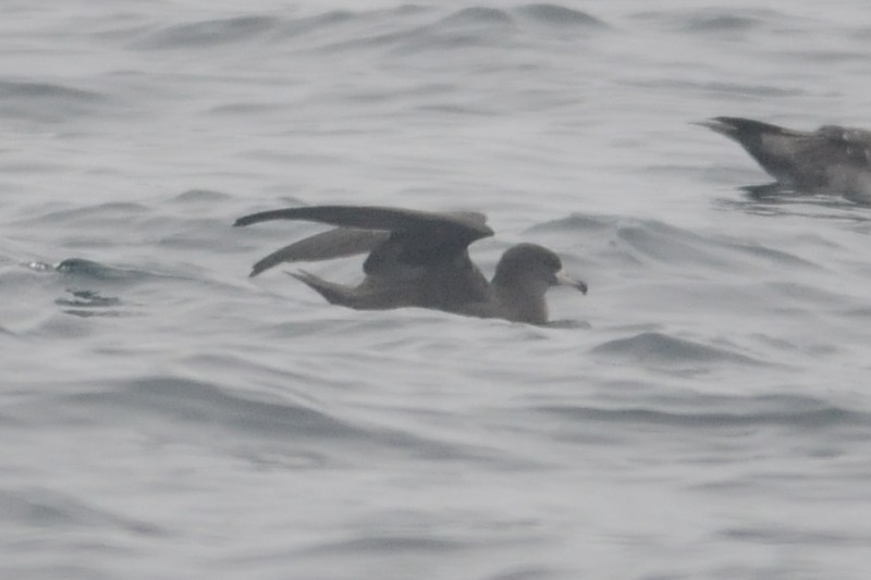 Puffin à pieds pâles - ML34763951