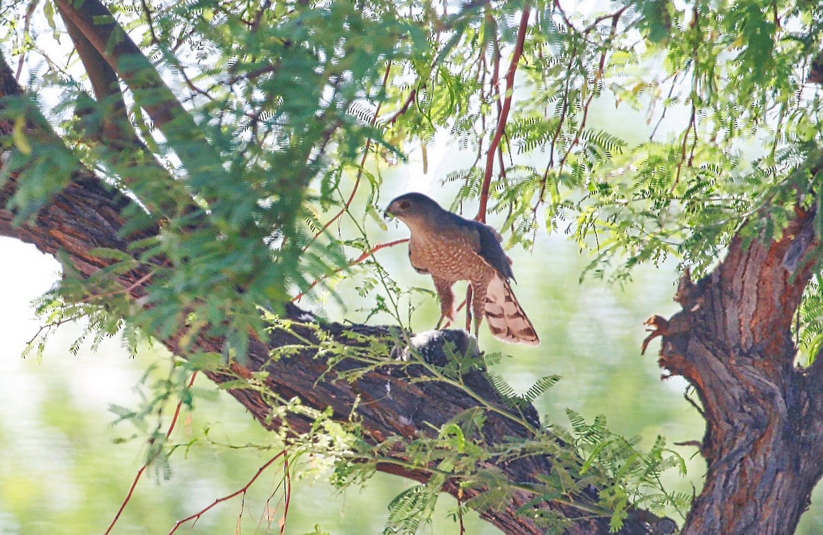 Cooper's Hawk - Douglas Hall